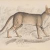 Antique print, hand coloured from the 1840's after William Jardine. It is titled, Felis Maniculata, the Egyptian hunting cat.