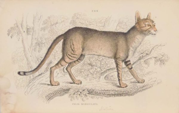 Antique print, hand coloured from the 1840's after William Jardine. It is titled, Felis Maniculata, the Egyptian hunting cat.