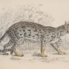 Antique print, hand coloured from the 1840's after William Jardine. It is titled, Felis Nepalensis.