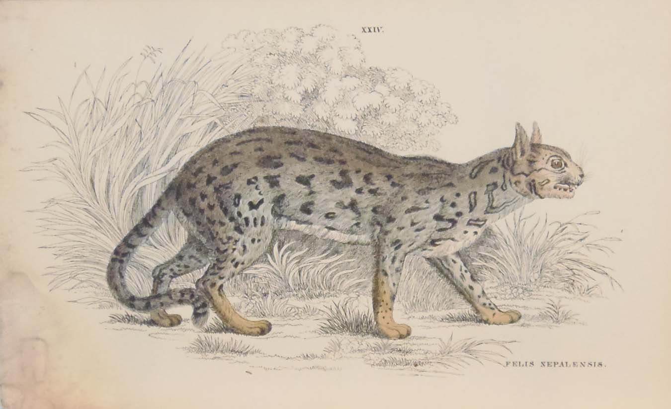 Antique print, hand coloured from the 1840's after William Jardine. It is titled, Felis Nepalensis.