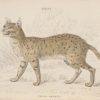Antique print, hand coloured from the 1840's after William Jardine. It is titled, Felis Ornata, the Asiatic wildcat.