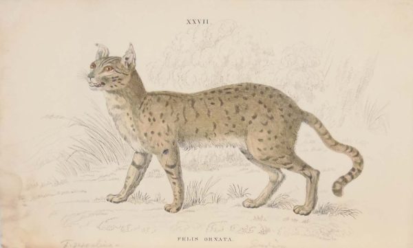 Antique print, hand coloured from the 1840's after William Jardine. It is titled, Felis Ornata, the Asiatic wildcat.