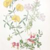 Antique botanical print, hand coloured, printed in 1859. The print shows three flowers, Gompholobium Splendens, Hemiandra Pungens and Grevillia Elegans.