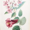 Antique botanical print, hand coloured, printed in 1859. The print shows two flowers, Weigela Rosea and Lapageria Rosea.