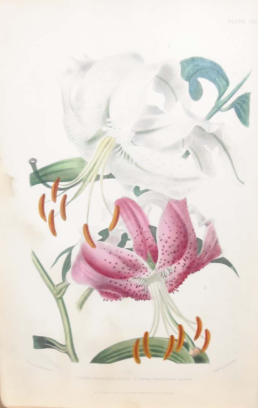 Antique botanical print, hand coloured, printed in 1859. The print shows two flowers, Lilium Lancifolium Album, Lilium Lancifolium Roseum.