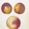 Antique botanical print, hand coloured, printed in 1859. The print shows nectarines and peach, Imperatrice Necterine, Pitmaston Orange and Walburton Admiral Peach.
