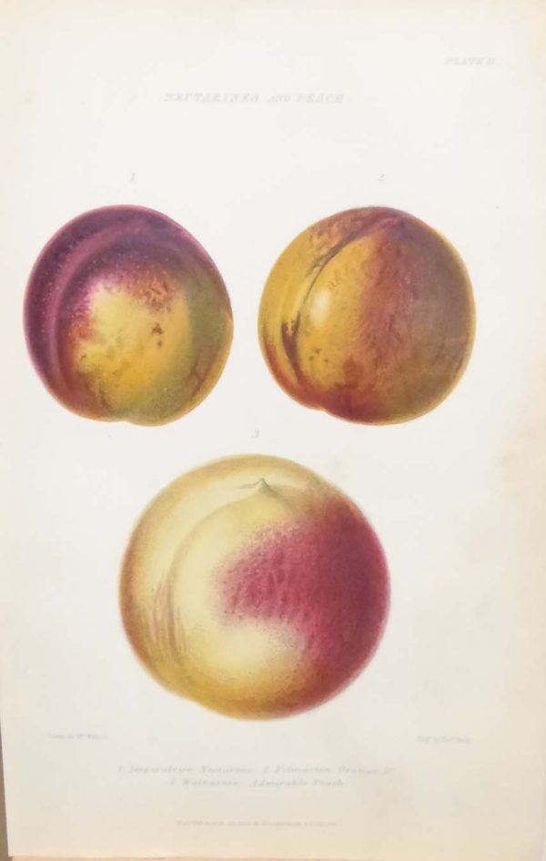 Antique botanical print, hand coloured, printed in 1859. The print shows nectarines and peach, Imperatrice Necterine, Pitmaston Orange and Walburton Admiral Peach.