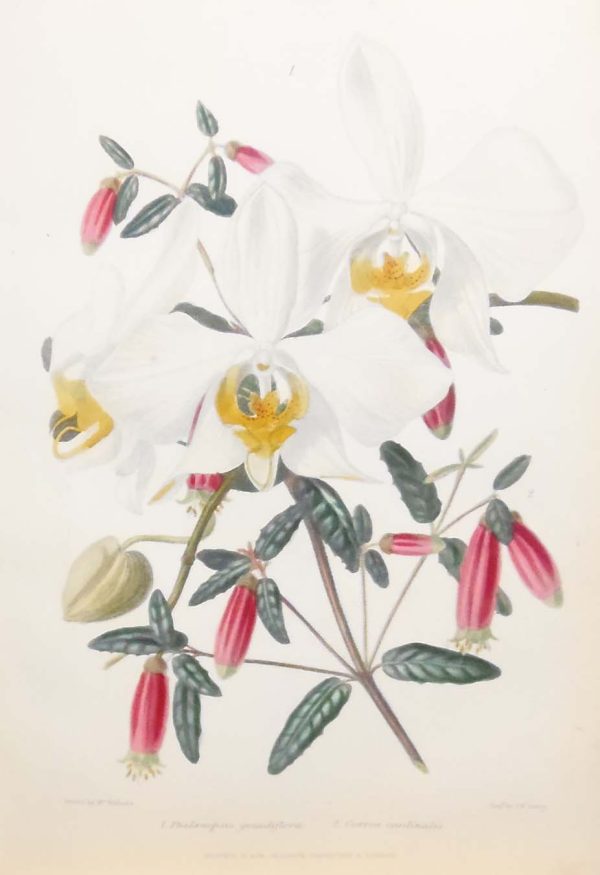 Antique botanical print, hand coloured, printed in 1859. The print shows two flowers, Phalxaenopis Grandiflora and Correa Cardinalis.