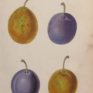 Antique botanical print, hand coloured, printed in 1859. The print is called Plums and shows four varieties, Coe's Golden Drop, Reine Claude Violette, Kirkes and Jefferson.