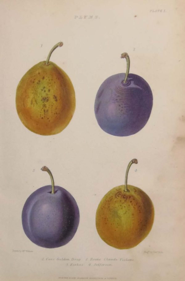 Antique botanical print, hand coloured, printed in 1859. The print is called Plums and shows four varieties, Coe's Golden Drop, Reine Claude Violette, Kirkes and Jefferson.