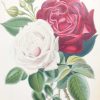 Antique botanical print, hand coloured, printed in 1859. The print is titled Roses & shows two flowers, Souvenir de la Malmaison (Bourbon) and General Jacqueminot (Hybrid perputal).