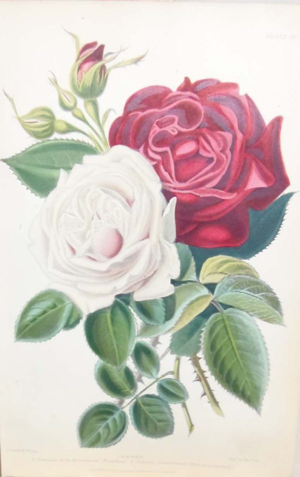 Antique botanical print, hand coloured, printed in 1859. The print is titled Roses & shows two flowers, Souvenir de la Malmaison (Bourbon) and General Jacqueminot (Hybrid perputal).