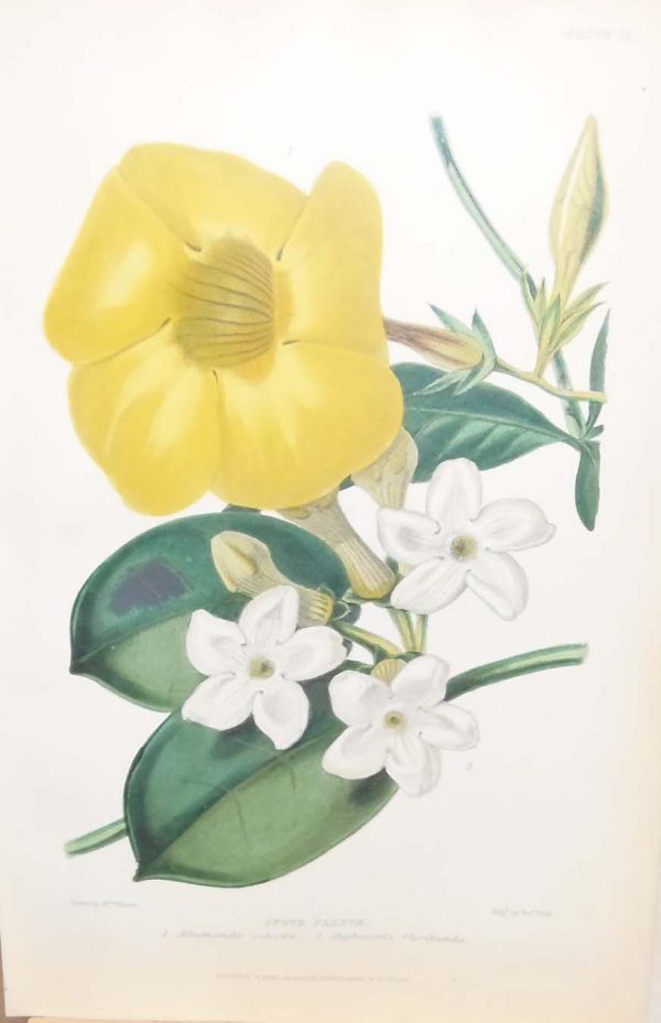 Antique botanical print, hand coloured, printed in 1859. The print is titled Stove Plants & shows two flowers, Allmanda schotti and Stephanotis floribunda.