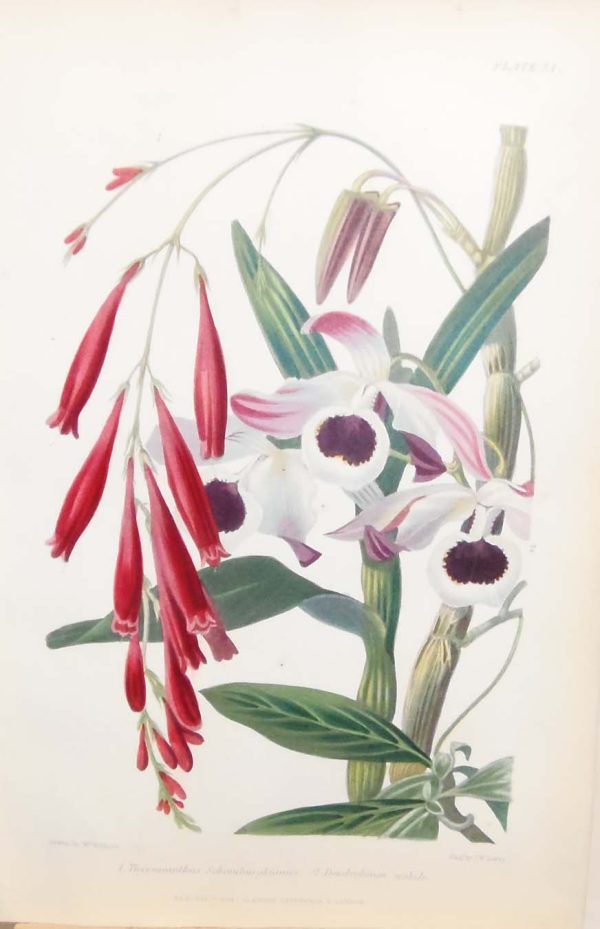 Antique botanical print, hand coloured, printed in 1859. The print shows two flowers, Thyrsacanthus Schemburgkianus and Dendrobium nobile.