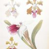 Antique botanical print, hand coloured, printed in 1859. The print shows four flowers, Vanda Tricolor var, Vanda Tricolor formosa, Vanda Insignis Helveola and Militoria spectabilis.