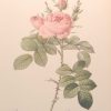 vintage botanical print after the legendary painter of Roses, P J Redouté, titled, Rosa Bifera Officinalis, Rosier des Parfumeurs.