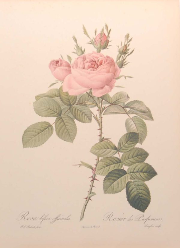 vintage botanical print after the legendary painter of Roses, P J Redouté, titled, Rosa Bifera Officinalis, Rosier des Parfumeurs.
