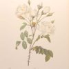 vintage botanical print after the legendary painter of Roses, P J Redouté, titled, Rosa Campanulata alba, Rosier Campanule á  fleurs Glanches.