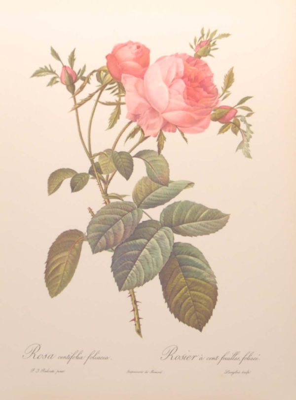 vintage botanical print after the legendary painter of Roses, P J Redouté, titled, Rosa Centifolia Foliacea, Rosier a Cent-feuilles foliace.