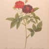 vintage botanical print after the legendary painter of Roses, P J Redouté, titled, Rosa Gallicia Purpurea Velutina Parva, Rosier de Van-Eden.