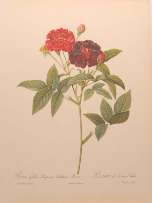 vintage botanical print after the legendary painter of Roses, P J Redouté, titled, Rosa Gallicia Purpurea Velutina Parva, Rosier de Van-Eden.