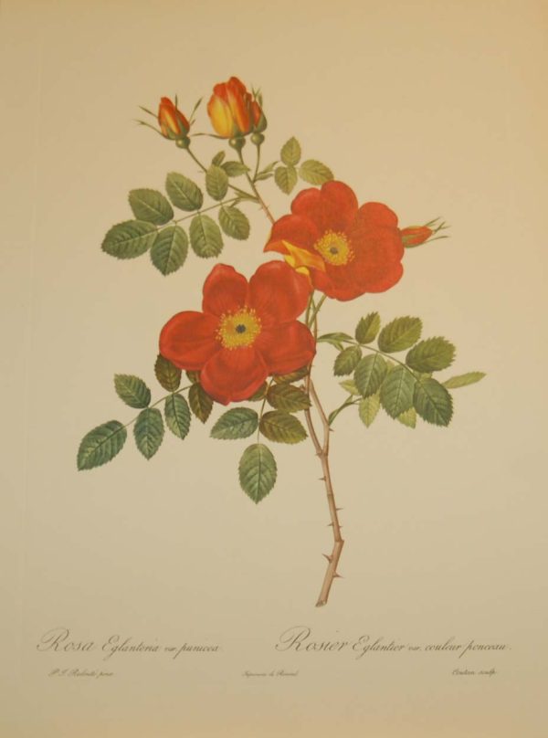 Beautiful vintage botanical print after the legendary painter of Roses, P J Redouté, titled, Rosa Eglanteria var Punicea, Rosier Eglantier var coleur ponceau.