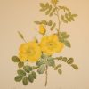 Beautiful vintage botanical print after the legendary painter of Roses, P J Redouté, titled, Rosa Eglanteria , Rosier Eglantier.