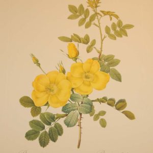 Beautiful vintage botanical print after the legendary painter of Roses, P J Redouté, titled, Rosa Eglanteria , Rosier Eglantier.