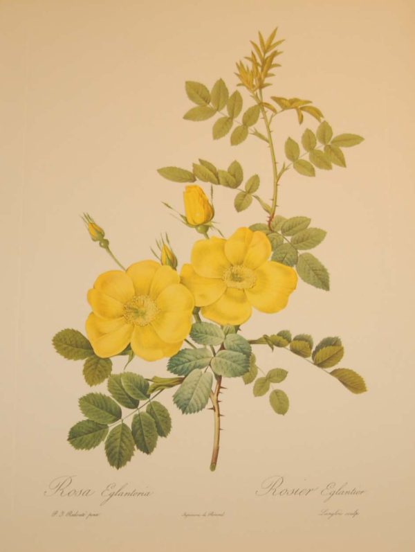 Beautiful vintage botanical print after the legendary painter of Roses, P J Redouté, titled, Rosa Eglanteria , Rosier Eglantier.