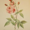 Beautiful vintage botanical print after the legendary painter of Roses, P J Redouté, titled, Rosa Indica Vulgaris , Rosier des Indes commun.