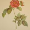 Beautiful vintage botanical print after the legendary painter of Roses, P J Redouté, titled, Rosa Turblinata, Rosier de Frank-fort.