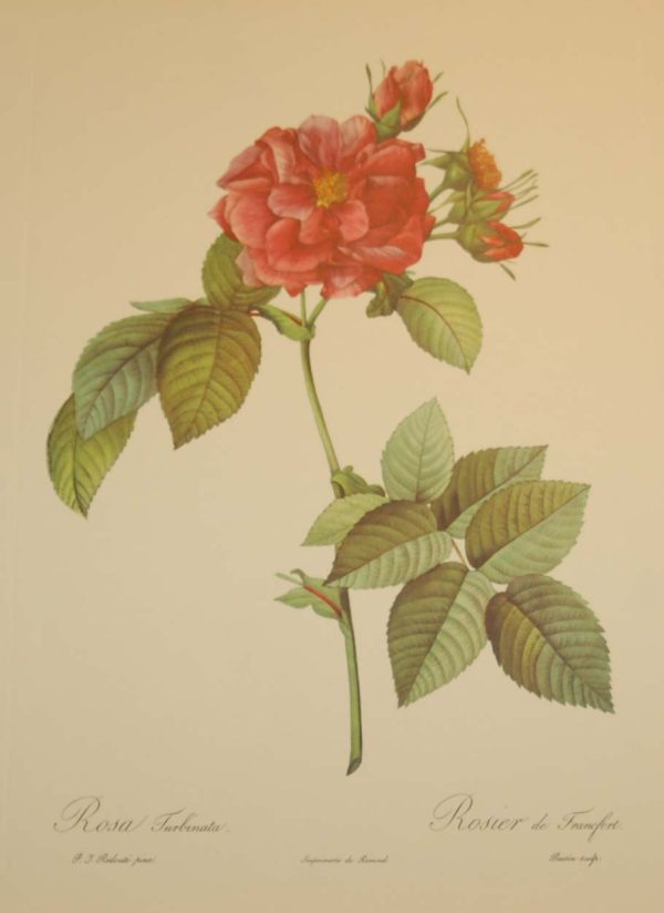 Beautiful vintage botanical print after the legendary painter of Roses, P J Redouté, titled, Rosa Turblinata, Rosier de Frank-fort.