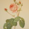 Beautiful vintage botanical print after the legendary painter of Roses, P J Redouté, titled, Rosa Multiflora Bullata, Rosier a feuilles de Laitue.