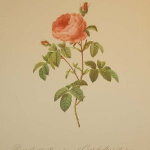 Beautiful vintage botanical print after the legendary painter of Roses, P J Redouté, titled, Rosa Centifolia Burgundiaca, Rosier Cent-feuilles de Bordeaux.
