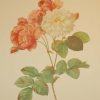 Beautiful vintage botanical print after the legendary painter of Roses, P J Redouté, titled, Rosa Damascena Celsiana, Rosier de Cels.