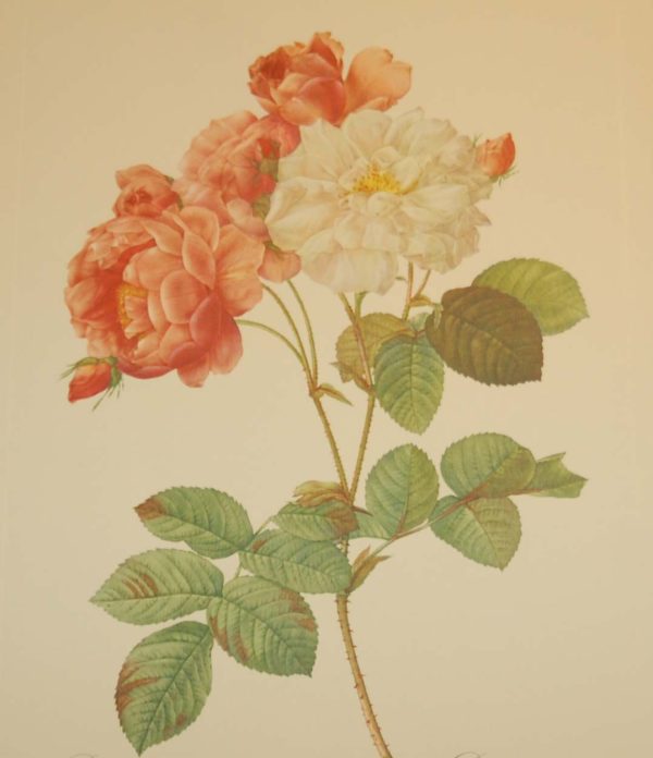Beautiful vintage botanical print after the legendary painter of Roses, P J Redouté, titled, Rosa Damascena Celsiana, Rosier de Cels.