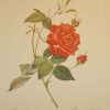 Beautiful vintage botanical print after the legendary painter of Roses, P J Redouté, titled, Rosa Indica Cruenta, Rosier du Bengales.