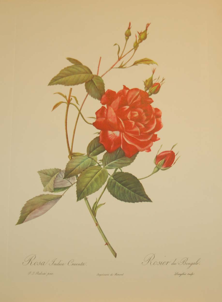 Beautiful vintage botanical print after the legendary painter of Roses, P J Redouté, titled, Rosa Indica Cruenta, Rosier du Bengales.