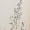 Antique hand coloured botanical print after James Sowerby titled Brown Bent Grass.