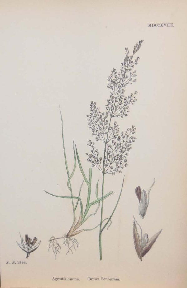Antique hand coloured botanical print after James Sowerby titled Brown Bent Grass.
