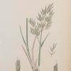 Antique hand coloured botanical print after James Sowerby titled Alpine Hair Grass.