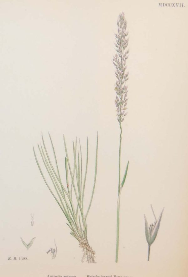 Antique hand coloured botanical print after James Sowerby titled Bristle Leaved Bent Grass.