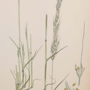 Antique hand coloured botanical print after James Sowerby titled Dense Flowered Silky Bent Grass.