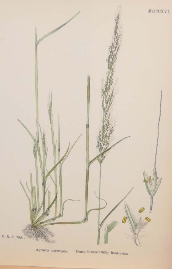 Antique hand coloured botanical print after James Sowerby titled Dense Flowered Silky Bent Grass.