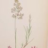 Antique hand coloured botanical print after James Sowerby titled Grey Hair Grass.