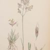 Antique hand coloured botanical print after James Sowerby titled Heath Hair Grass.