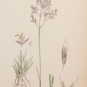 Antique hand coloured botanical print after James Sowerby titled Heath Hair Grass.