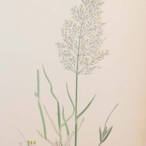 Antique hand coloured botanical print after James Sowerby titled Spreading Silky Bent Grass.
