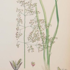 Antique hand coloured botanical print after James Sowerby titled Tufted Hair Grass.