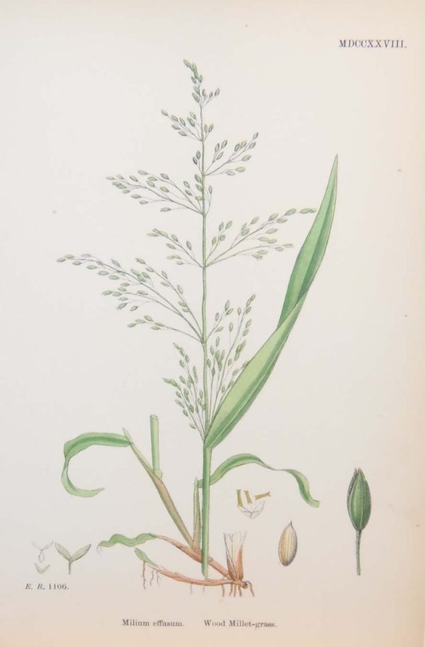 Antique hand coloured botanical print after James Sowerby titled Wood Milett Grass.